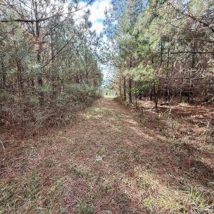 Photo #29 of Off Atkinson Cemetary Rd, Atkinson, NC 202.0 acres