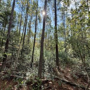 Photo #36 of Off Atkinson Cemetary Rd, Atkinson, NC 202.0 acres