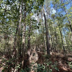 Photo #37 of Off Atkinson Cemetary Rd, Atkinson, NC 202.0 acres