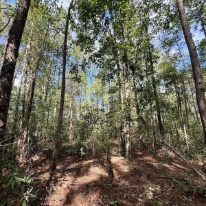 Photo #38 of Off Atkinson Cemetary Rd, Atkinson, NC 202.0 acres