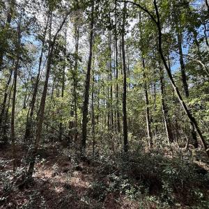 Photo #39 of Off Atkinson Cemetary Rd, Atkinson, NC 202.0 acres