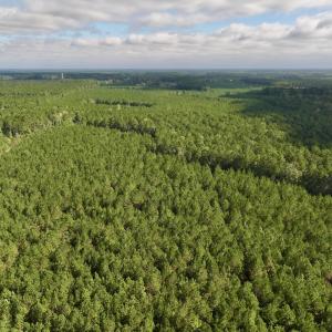 Photo #40 of Off Atkinson Cemetary Rd, Atkinson, NC 202.0 acres