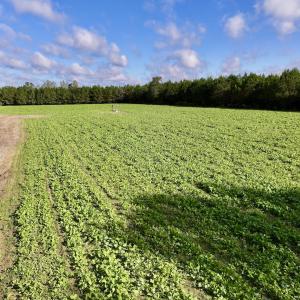 Photo #10 of Off Atkinson Cemetary Rd, Atkinson, NC 202.0 acres