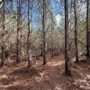 Photo #41 of Off Atkinson Cemetary Rd, Atkinson, NC 202.0 acres
