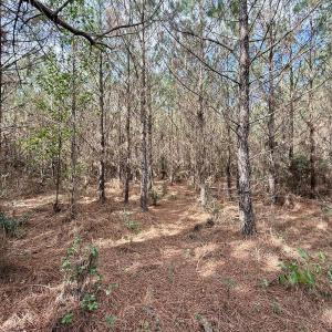 Photo #42 of Off Atkinson Cemetary Rd, Atkinson, NC 202.0 acres
