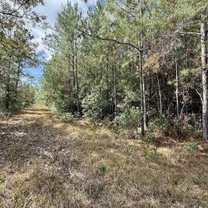 Photo #43 of Off Atkinson Cemetary Rd, Atkinson, NC 202.0 acres
