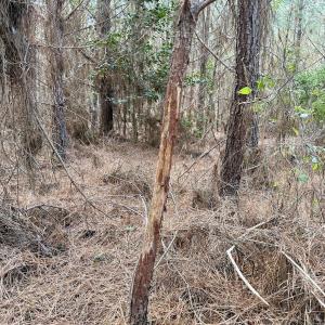 Photo #44 of Off Atkinson Cemetary Rd, Atkinson, NC 202.0 acres