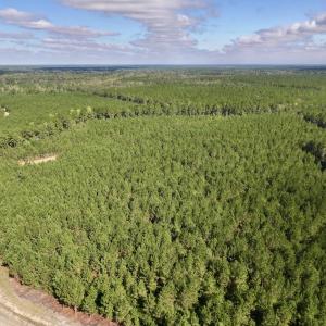 Photo #48 of Off Atkinson Cemetary Rd, Atkinson, NC 202.0 acres
