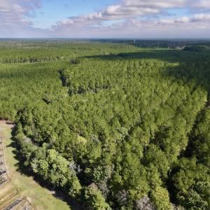 Photo #49 of Off Atkinson Cemetary Rd, Atkinson, NC 202.0 acres