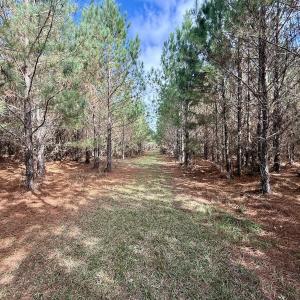 Photo #52 of Off Atkinson Cemetary Rd, Atkinson, NC 202.0 acres