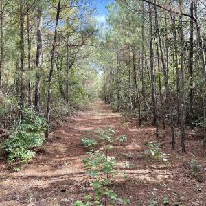 Photo #54 of Off Atkinson Cemetary Rd, Atkinson, NC 202.0 acres