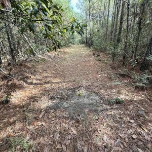 Photo #55 of Off Atkinson Cemetary Rd, Atkinson, NC 202.0 acres
