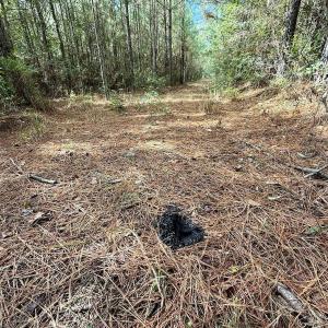 Photo #56 of Off Atkinson Cemetary Rd, Atkinson, NC 202.0 acres