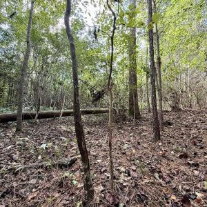 Photo #57 of Off Atkinson Cemetary Rd, Atkinson, NC 202.0 acres