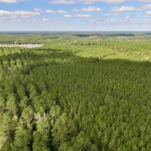 Photo #58 of Off Atkinson Cemetary Rd, Atkinson, NC 202.0 acres