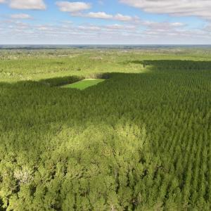 Photo #59 of Off Atkinson Cemetary Rd, Atkinson, NC 202.0 acres