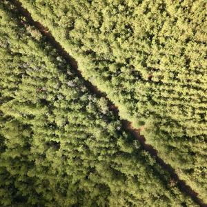 Photo #60 of Off Atkinson Cemetary Rd, Atkinson, NC 202.0 acres