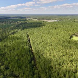 Photo #61 of Off Atkinson Cemetary Rd, Atkinson, NC 202.0 acres