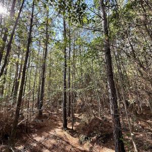 Photo #63 of Off Atkinson Cemetary Rd, Atkinson, NC 202.0 acres