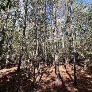 Photo #64 of Off Atkinson Cemetary Rd, Atkinson, NC 202.0 acres