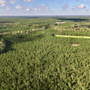Photo #67 of Off Atkinson Cemetary Rd, Atkinson, NC 202.0 acres
