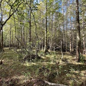 Photo #68 of Off Atkinson Cemetary Rd, Atkinson, NC 202.0 acres