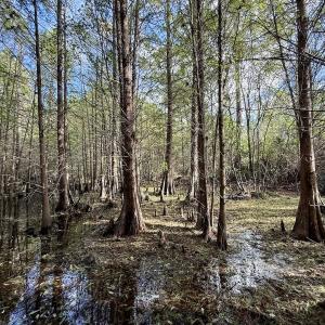Photo #69 of Off Atkinson Cemetary Rd, Atkinson, NC 202.0 acres