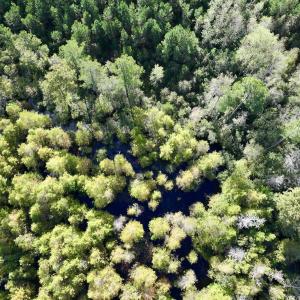 Photo #71 of Off Atkinson Cemetary Rd, Atkinson, NC 202.0 acres