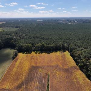 Photo #12 of Off Corbett Hill Road, Mount Olive, NC 21.5 acres