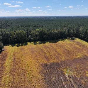 Photo #13 of Off Corbett Hill Road, Mount Olive, NC 21.5 acres