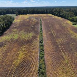 Photo #17 of Off Corbett Hill Road, Mount Olive, NC 21.5 acres