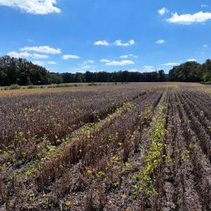 Photo #18 of Off Corbett Hill Road, Mount Olive, NC 21.5 acres