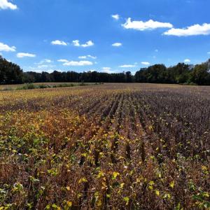 Photo #19 of Off Corbett Hill Road, Mount Olive, NC 21.5 acres