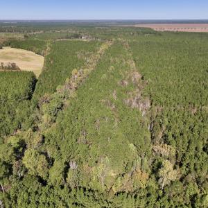 Photo #11 of Off Gaskins Rd, Grimesland, NC 135.3 acres