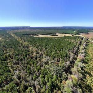 Photo #14 of Off Gaskins Rd, Grimesland, NC 135.3 acres