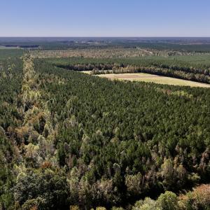 Photo #15 of Off Gaskins Rd, Grimesland, NC 135.3 acres