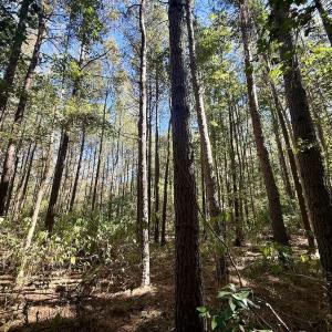 Photo #17 of Off Gaskins Rd, Grimesland, NC 135.3 acres