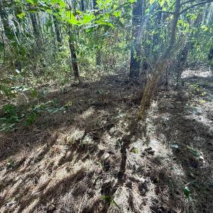 Photo #18 of Off Gaskins Rd, Grimesland, NC 135.3 acres