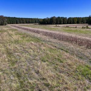 Photo #20 of Off Gaskins Rd, Grimesland, NC 135.3 acres