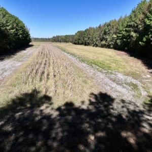 Photo #24 of Off Gaskins Rd, Grimesland, NC 135.3 acres