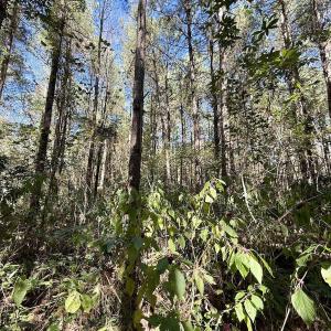 Photo #25 of Off Gaskins Rd, Grimesland, NC 135.3 acres