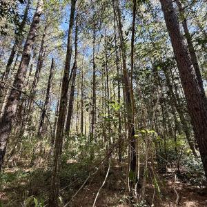 Photo #26 of Off Gaskins Rd, Grimesland, NC 135.3 acres