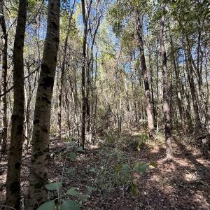 Photo #27 of Off Gaskins Rd, Grimesland, NC 135.3 acres