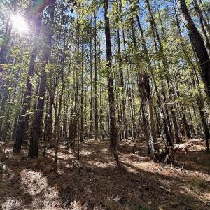 Photo #34 of Off Gaskins Rd, Grimesland, NC 135.3 acres