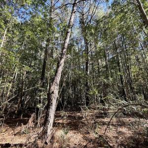 Photo #36 of Off Gaskins Rd, Grimesland, NC 135.3 acres