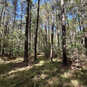 Photo #7 of Off Gaskins Rd, Grimesland, NC 135.3 acres