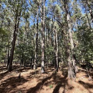 Photo #9 of Off Gaskins Rd, Grimesland, NC 135.3 acres