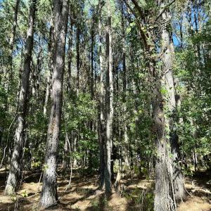 Photo #43 of Off Gaskins Rd, Grimesland, NC 135.3 acres