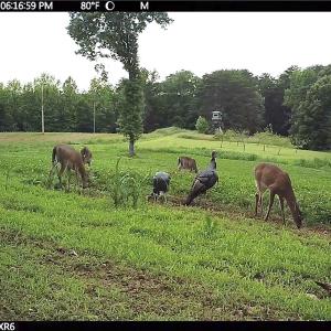 Photo #79 of 390 Line Creek Farm Road, Yanceyville, NC 123.1 acres