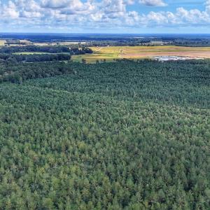 Photo #12 of Off E Pleasant Hill Rd, Pink Hill, NC 81.0 acres